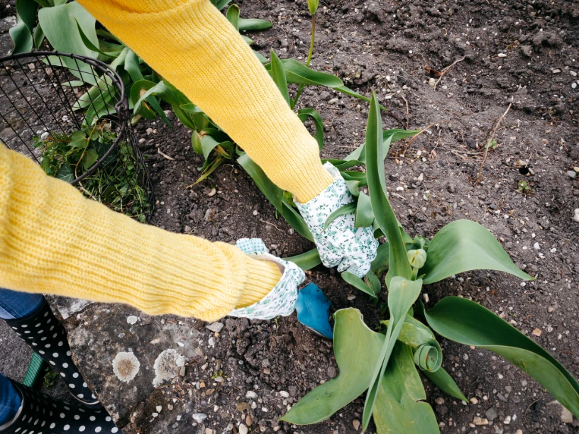 Eine Person die Gartenhandschuhe trägt ist am einpflanzen 